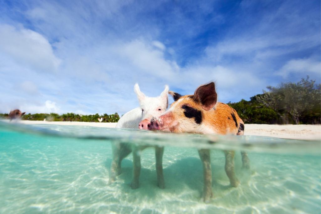 Best Things to Do in Nassau on a Cruise